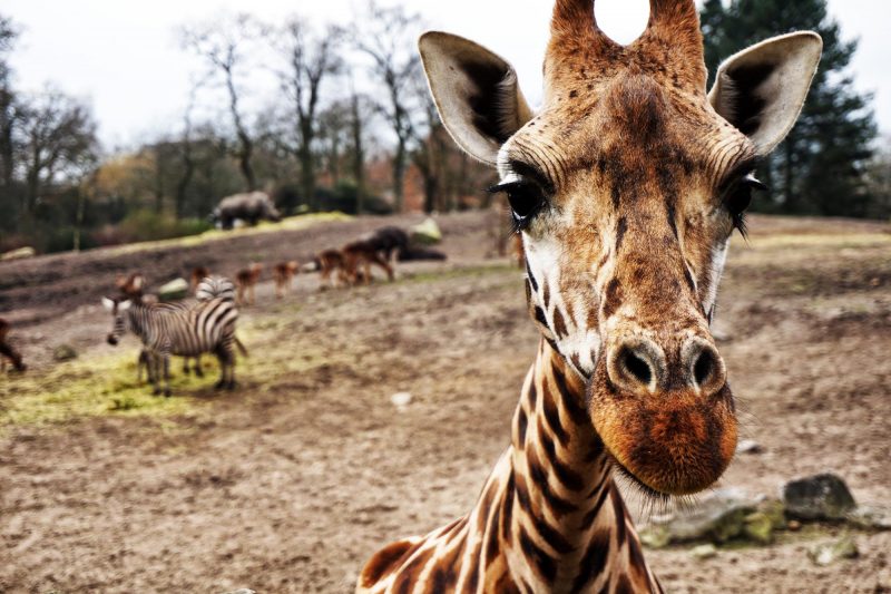 The South African Parliament once referred Cape mountain zebra as ‘donkeys in football’ jerseys