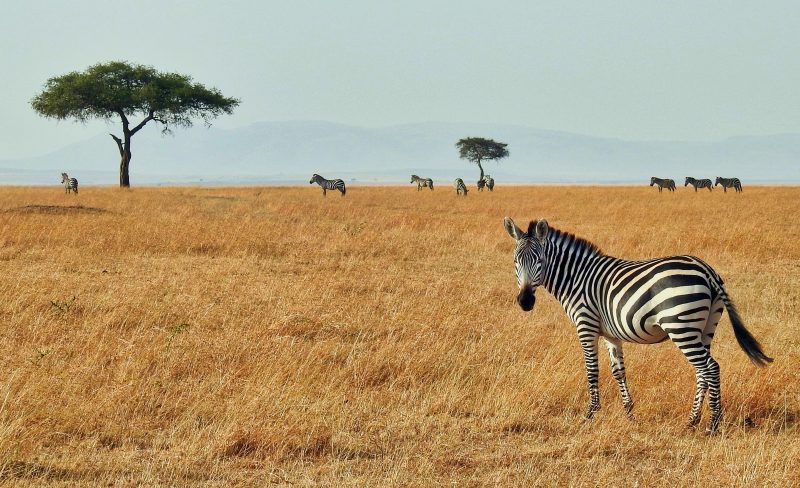 A territorial male is solitary except when mares arrive in breeding season