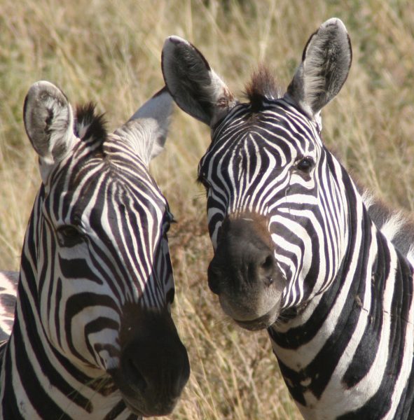 The iconic plains zebra exhibits a large degree of diversity