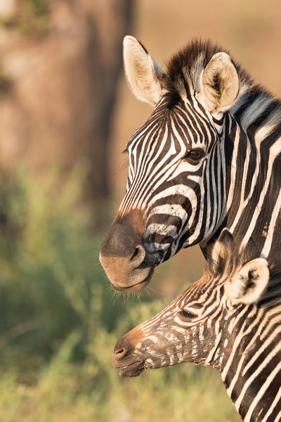 An imprinted foal can recognize its mother’s distinct scent, vocalizations, and appearance