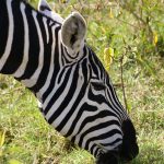 Many Kenyan stories and tales are told of zebras to explain their unique behavior or looks
