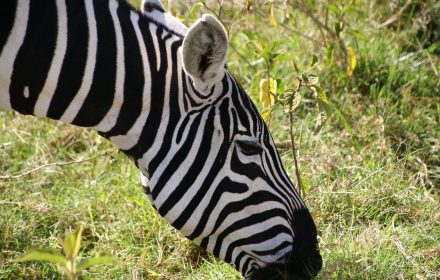 Many Kenyan stories and tales are told of zebras to explain their unique behavior or looks