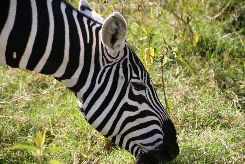 Many Kenyan stories and tales are told of zebras to explain their unique behavior or looks