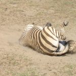 Plains zebra also called the Common zebra, is the most geographically widespread equine on earth