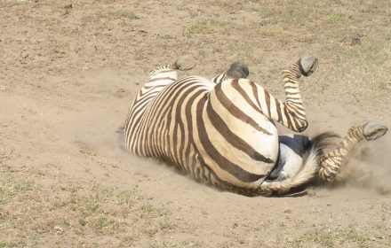 Plains zebra also called the Common zebra, is the most geographically widespread equine on earth