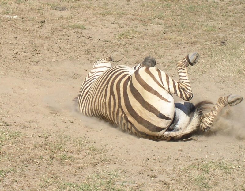 Plains zebra also called the Common zebra, is the most geographically widespread equine on earth