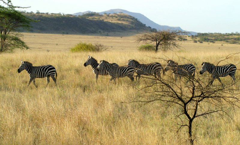 Plains zebra are not a threatened or endangered species
