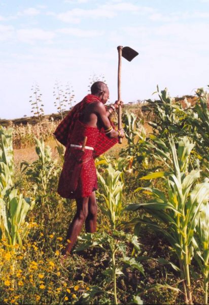 Those who live near crop farmers have started cultivation as their secondary mode of subsistence despite the fact that traditionally, Maasais considered farming a sacrilege