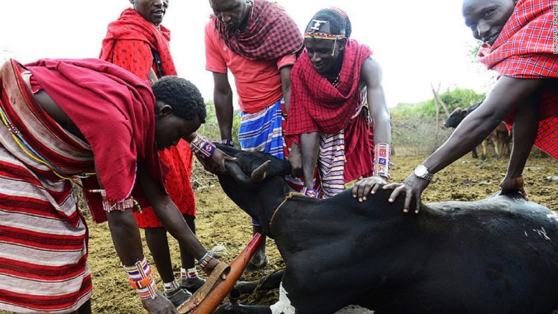 At close range, a Maasai fires a short, blunt arrow from a loosely-strung bow puncturing the vein. They then collect the blood in a gourd. 