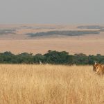 Maasai Mara is a wildlife sanctuary covering 1,510 sq.km that belongs to the Maasai people