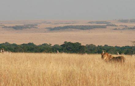 Maasai Mara is a wildlife sanctuary covering 1,510 sq.km that belongs to the Maasai people