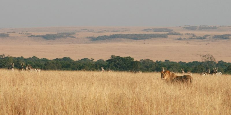 Maasai Mara is a wildlife sanctuary covering 1,510 sq.km that belongs to the Maasai people