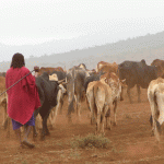Maasais are cattle-herders par excellence