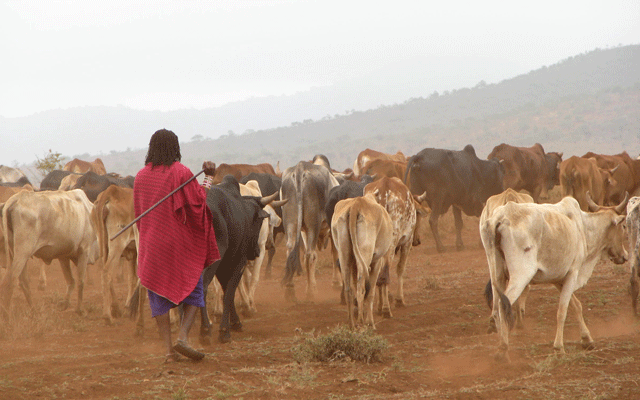 Maasais are cattle-herders par excellence