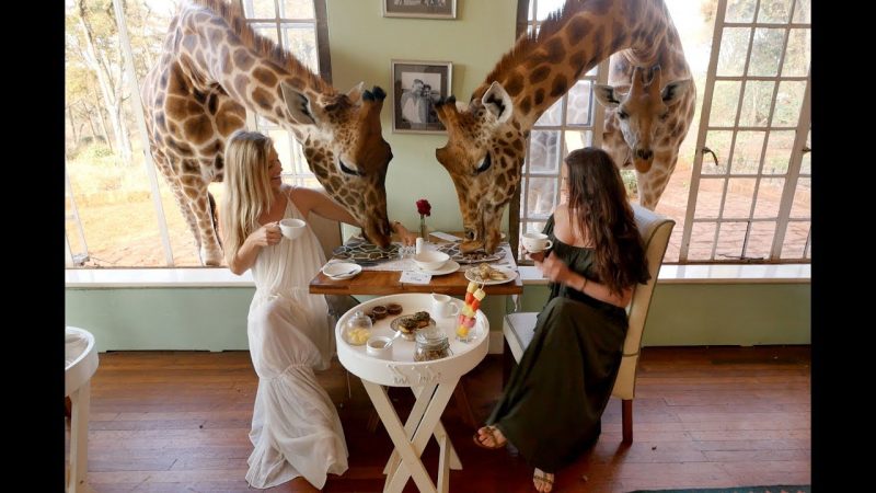 Giraffes are found in the most unsuspecting places - at the breakfast table checking out what’s on the plates or vying for attention at the room windows.