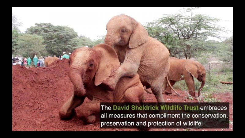 David Sheldrick Wildlife Trust