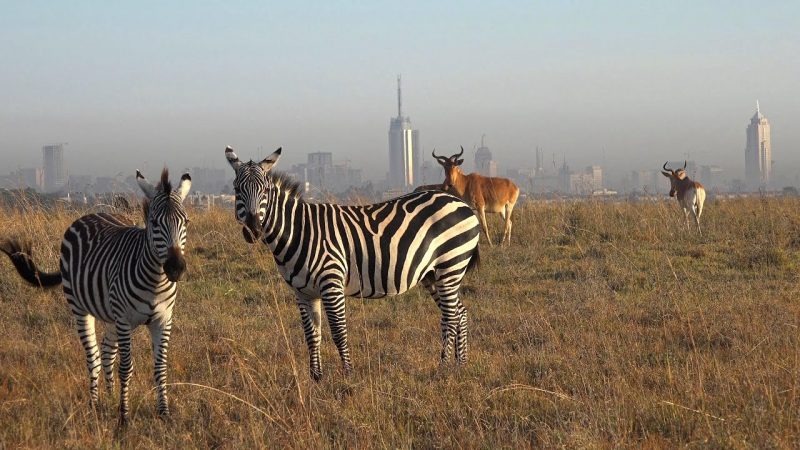 Despite being so close to the city, the wild in the park seems utterly unperturbed by the hustle and bustle of the modern civilization