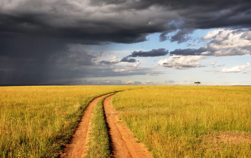 Maasais are now forced to include vegetables and foods from other sources such as corn, maize, and millet with more regularity