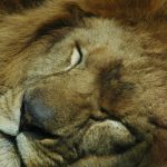 Sleeping lion