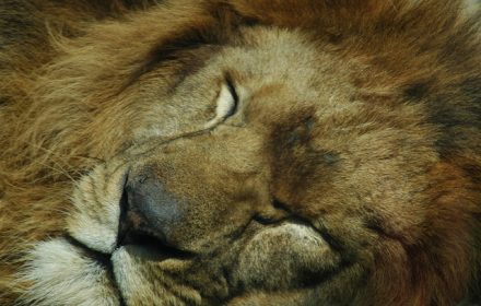 Sleeping lion