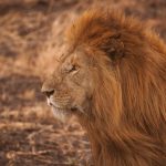 Lions are susceptible to tick-borne diseases such as canine distemper and babesia