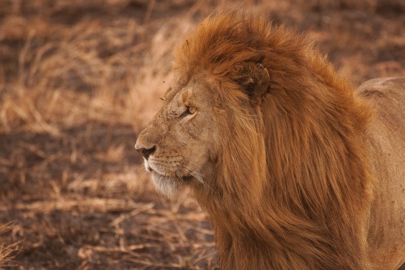Lions are susceptible to tick-borne diseases such as canine distemper and babesia