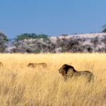 A group of lions is called pride, which forms extended but close family units