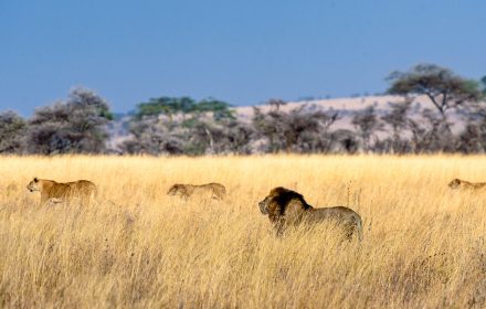 A group of lions is called pride, which forms extended but close family units