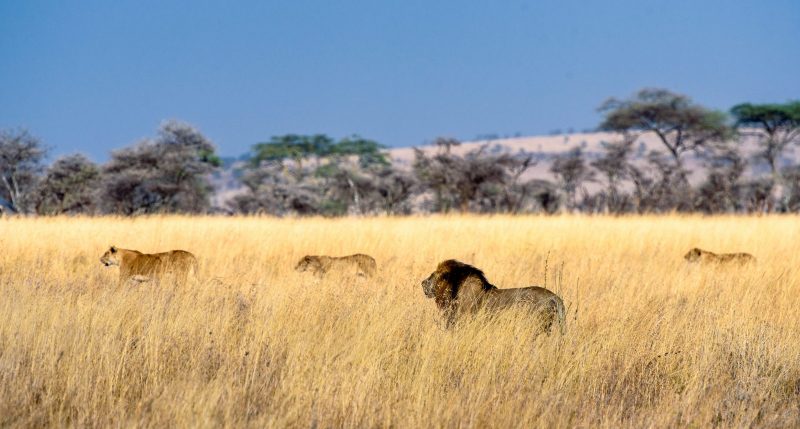 A group of lions is called pride, which forms extended but close family units