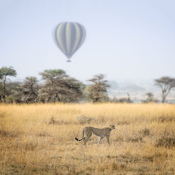 A typical balloon ride in Kenya lasts for an hour