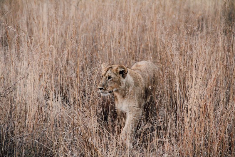 What would be interesting to see is if the population decline has done any damage to the lion symbol