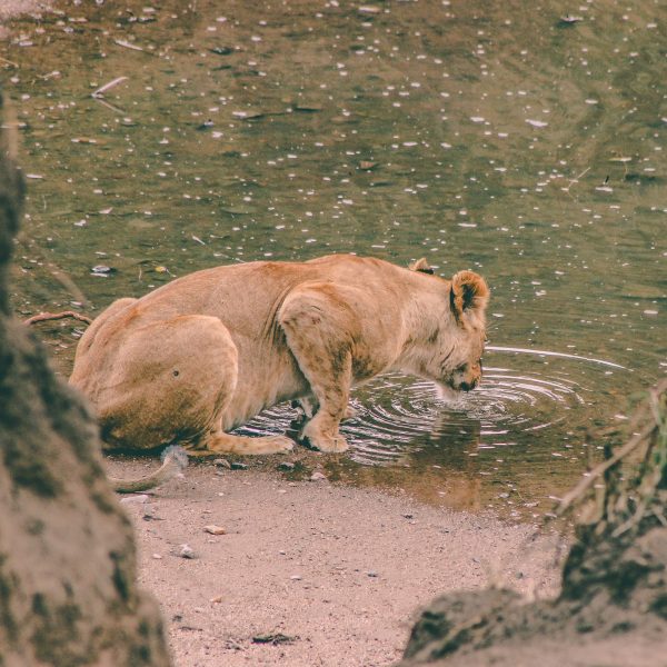 Droughts have pushed lions closer to waterholes located near to the indigenous people