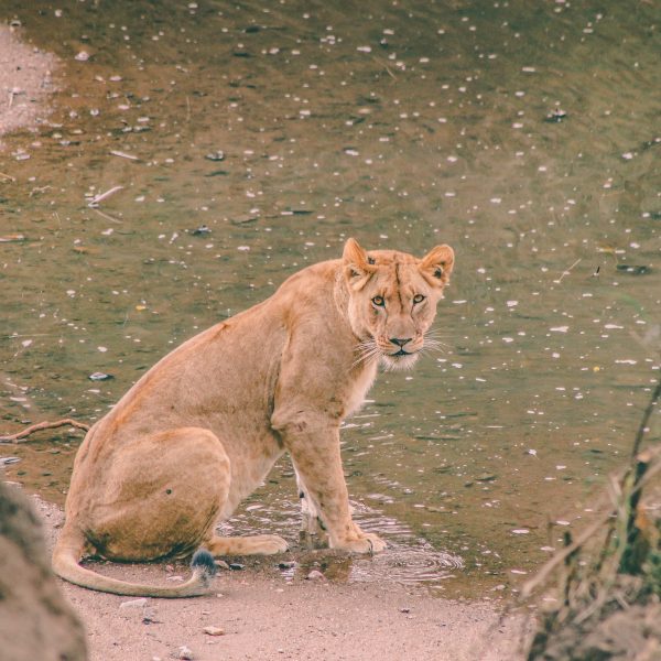 Red List considers lion as a vulnerable species