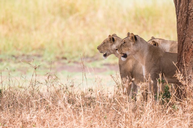 Vulnerable cub to a roaring lion