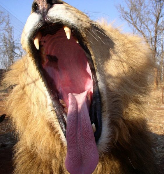 All adult members of a lion pride produce a unique vocalization that varies in intensity and pitch