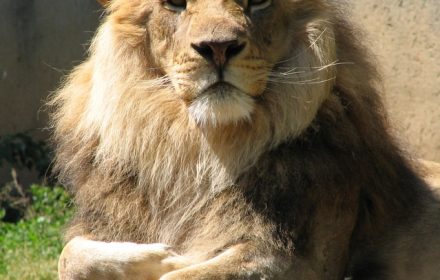 Male lion