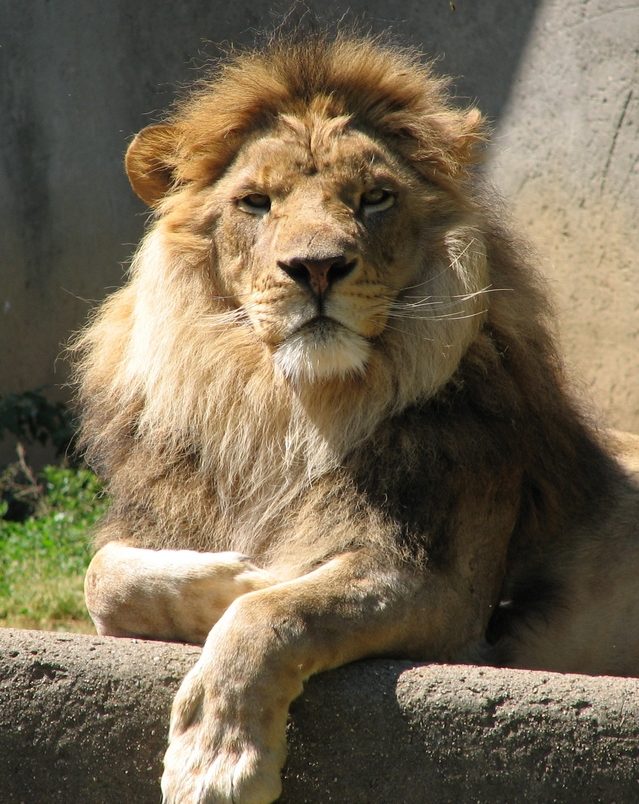 Male lion