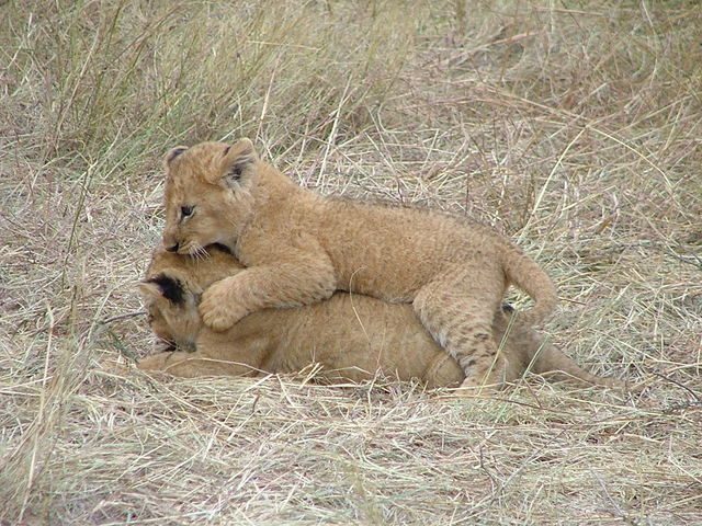 How Do Lions Grab Attention? They Roar Like Babies