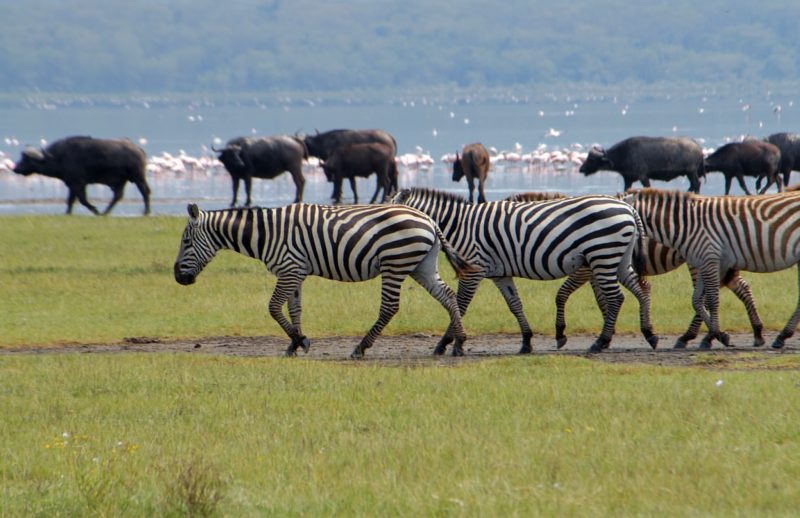 The physical part of Nakuru National Park is an ideal place for wildlife spotting as it offers sanctuary to 56 species of native African mammals