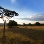 African safari