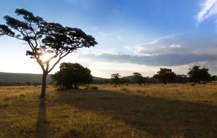 African safari