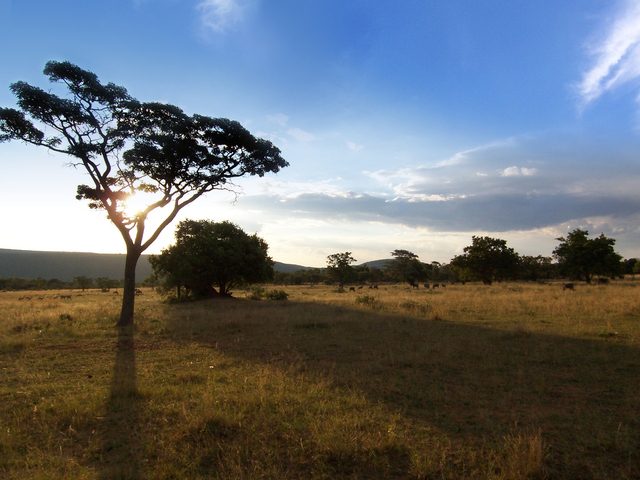 African safari