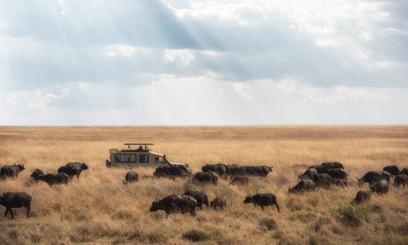 The erosion of the grasslands in Amboseli by circling safari vehicles did extensive damage