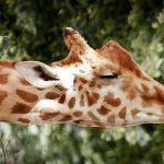 Sleeping patterns of giraffes in Kenya