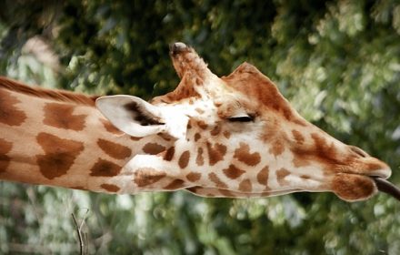 Sleeping patterns of giraffes in Kenya