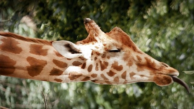 Sleeping patterns of giraffes in Kenya