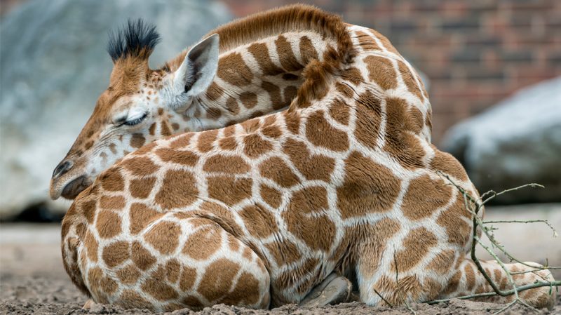 Sleeping patterns of giraffes in Kenya are amusing