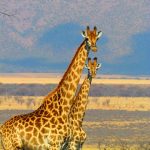 Family lives of giraffes in Kenya