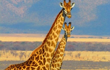 Family lives of giraffes in Kenya