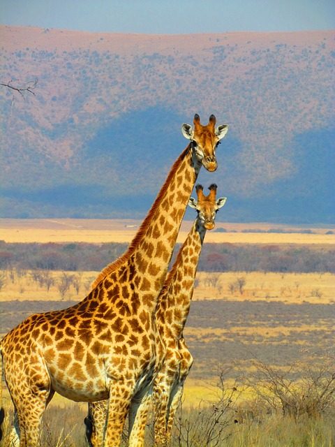 Family lives of giraffes in Kenya